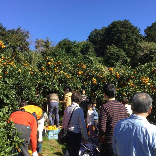 12311190_719653711505220_1853449435678546000_n